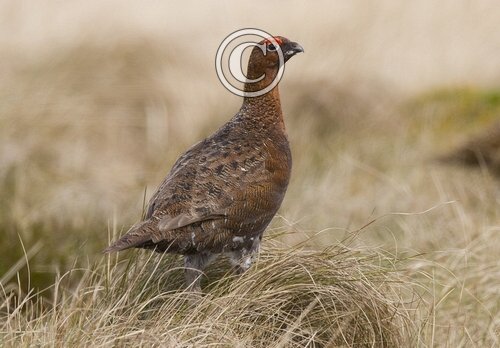 Red Grouse  3